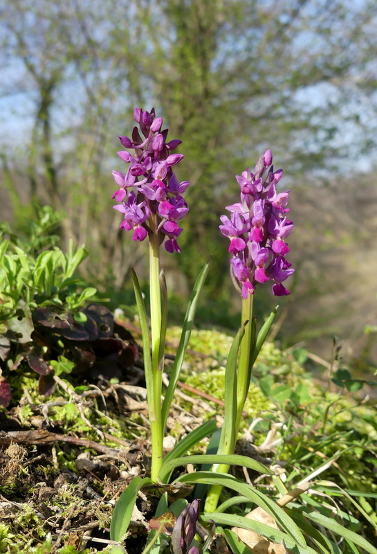 Dactylorhiza romana e prime fioriture tra Lazio e Campania - marzo 2023.